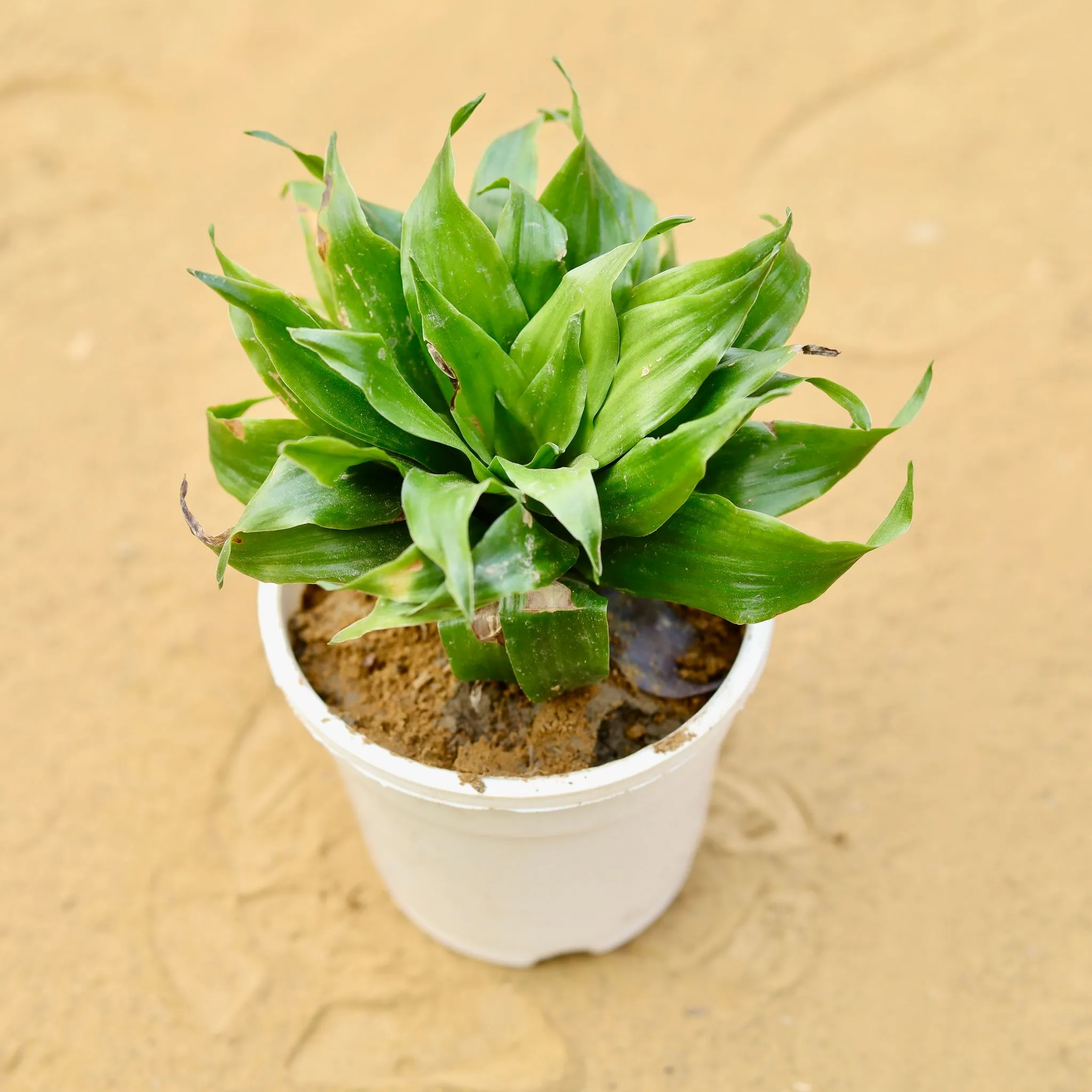 Dracaena Compacta in 4 inch White Nursery Pot