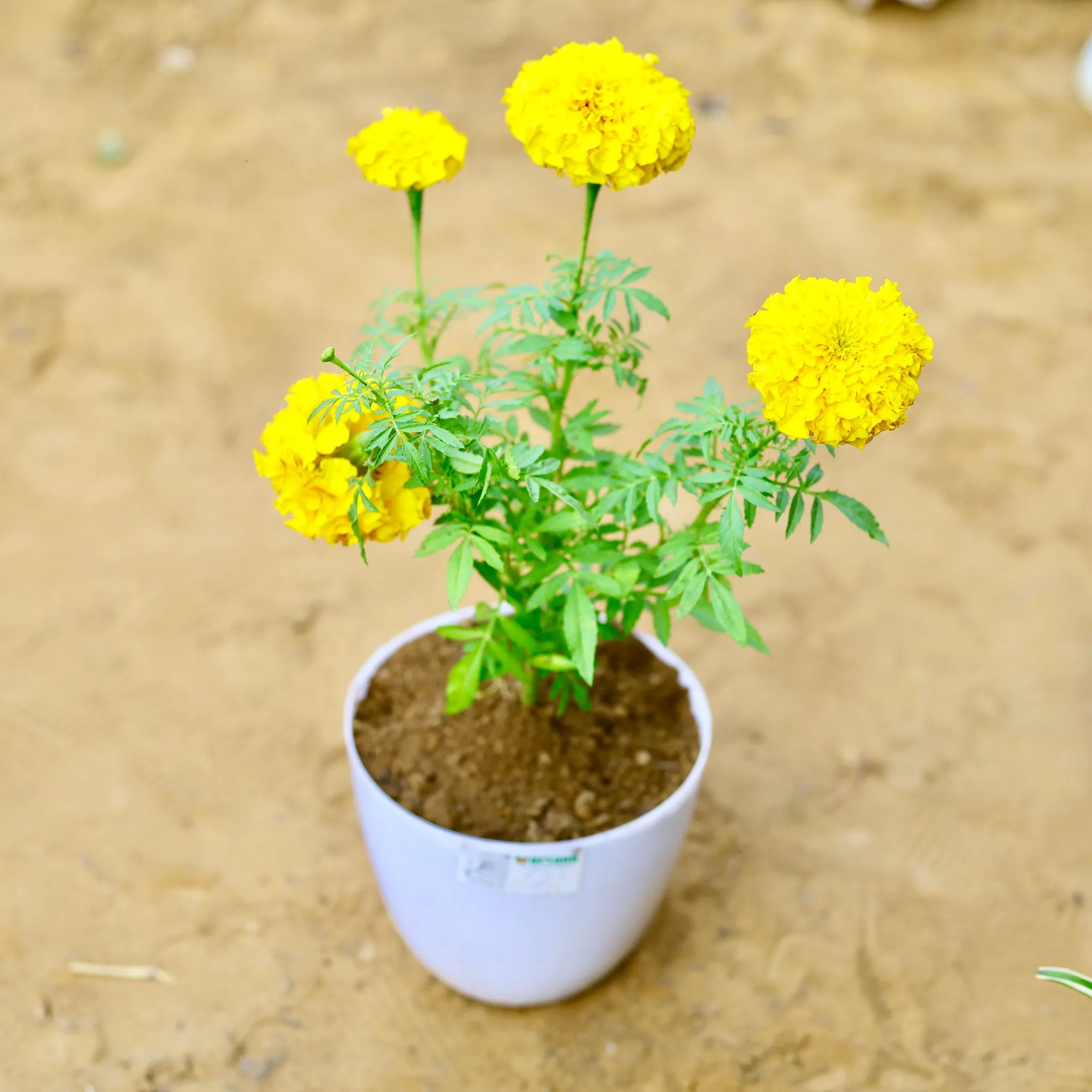 Marigold / Genda French (any colour) in 6 Inch White Premium Orchid Round Plastic Pot