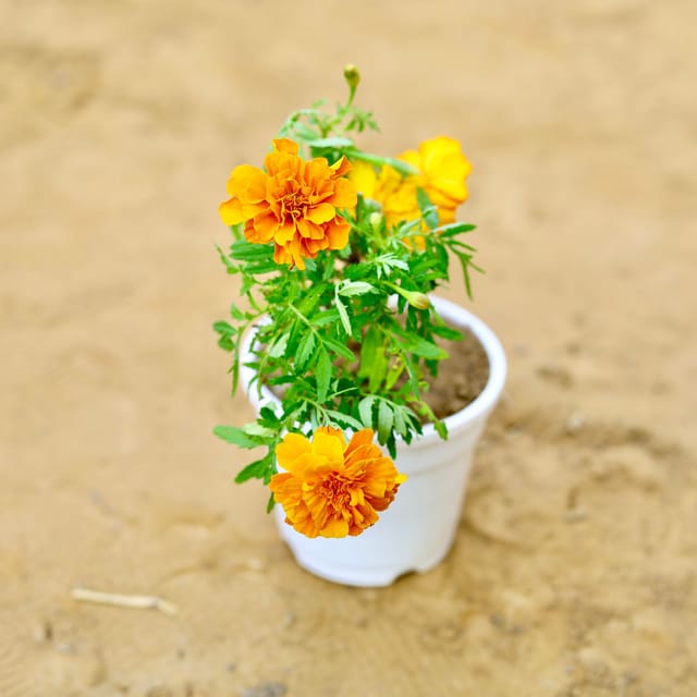 Marigold / Genda French (any colour) in 4 Inch White Nursery Pot