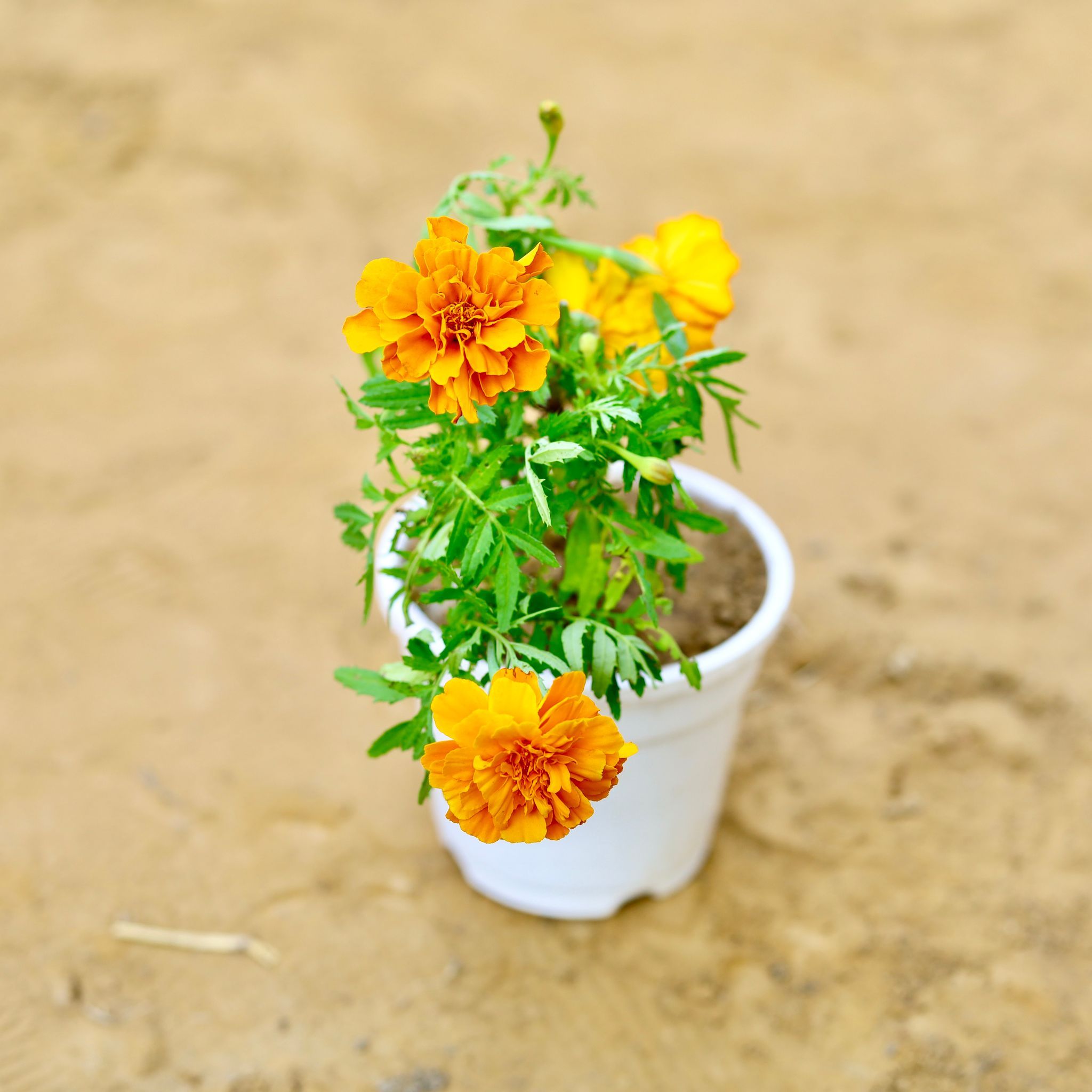Marigold / Genda French (any colour) in 4 Inch White Nursery Pot