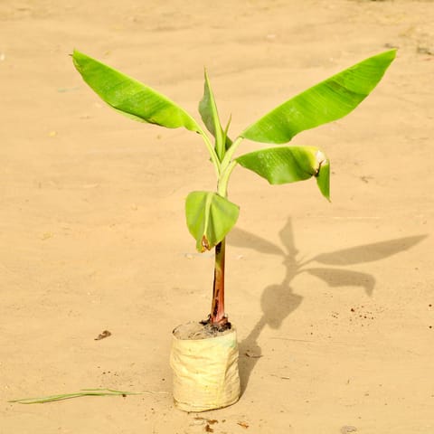 Holy Banana / Kela Dwarf in 5 Inch Nursery Bag