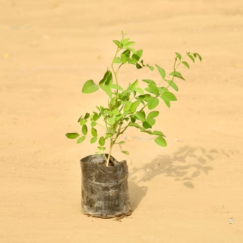 Aparajita / Asian Pigeonwings Blue in 3 Inch Nursery Bag