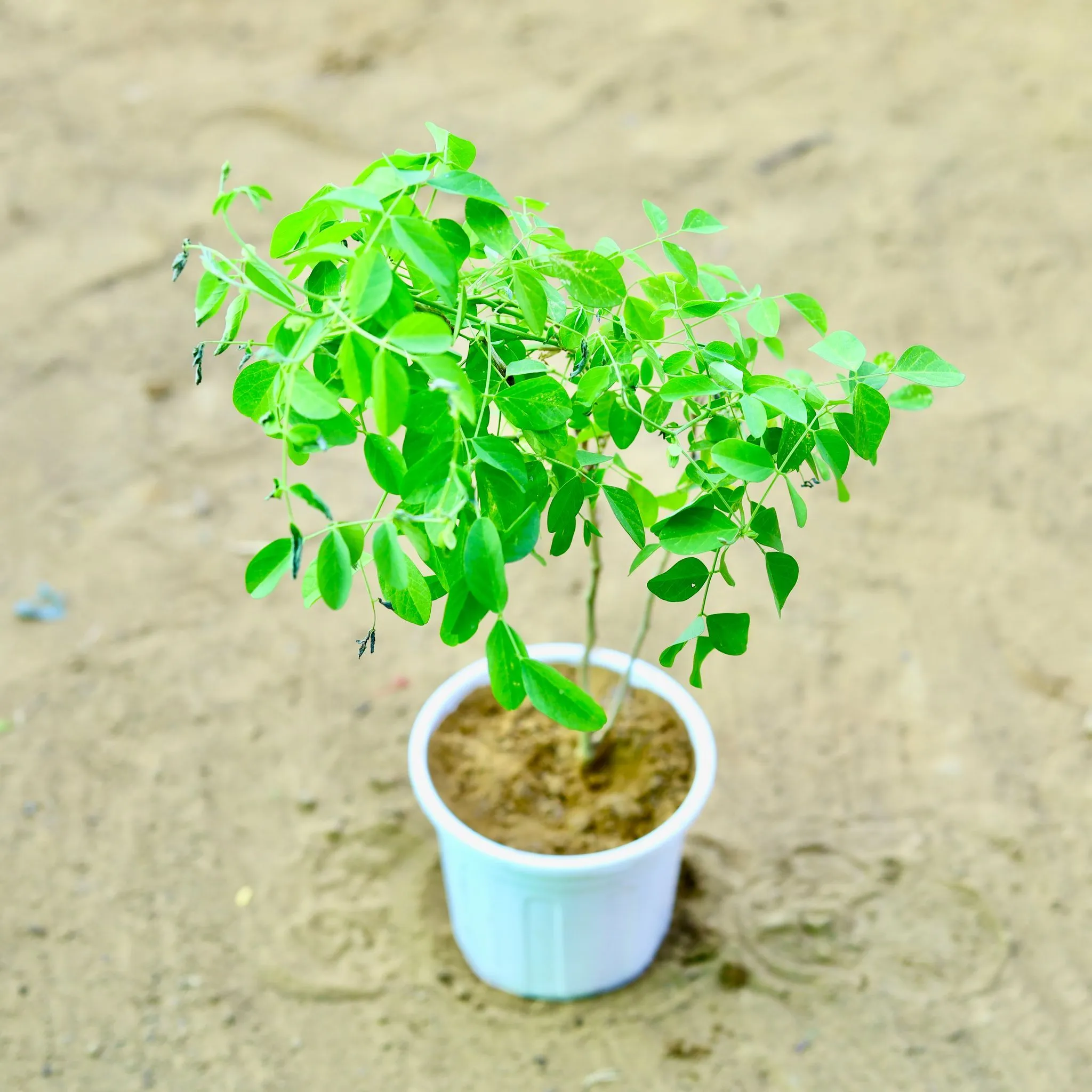 Aparajita / Asian Pigeonwings Blue in 6 Inch white Nursery Pot