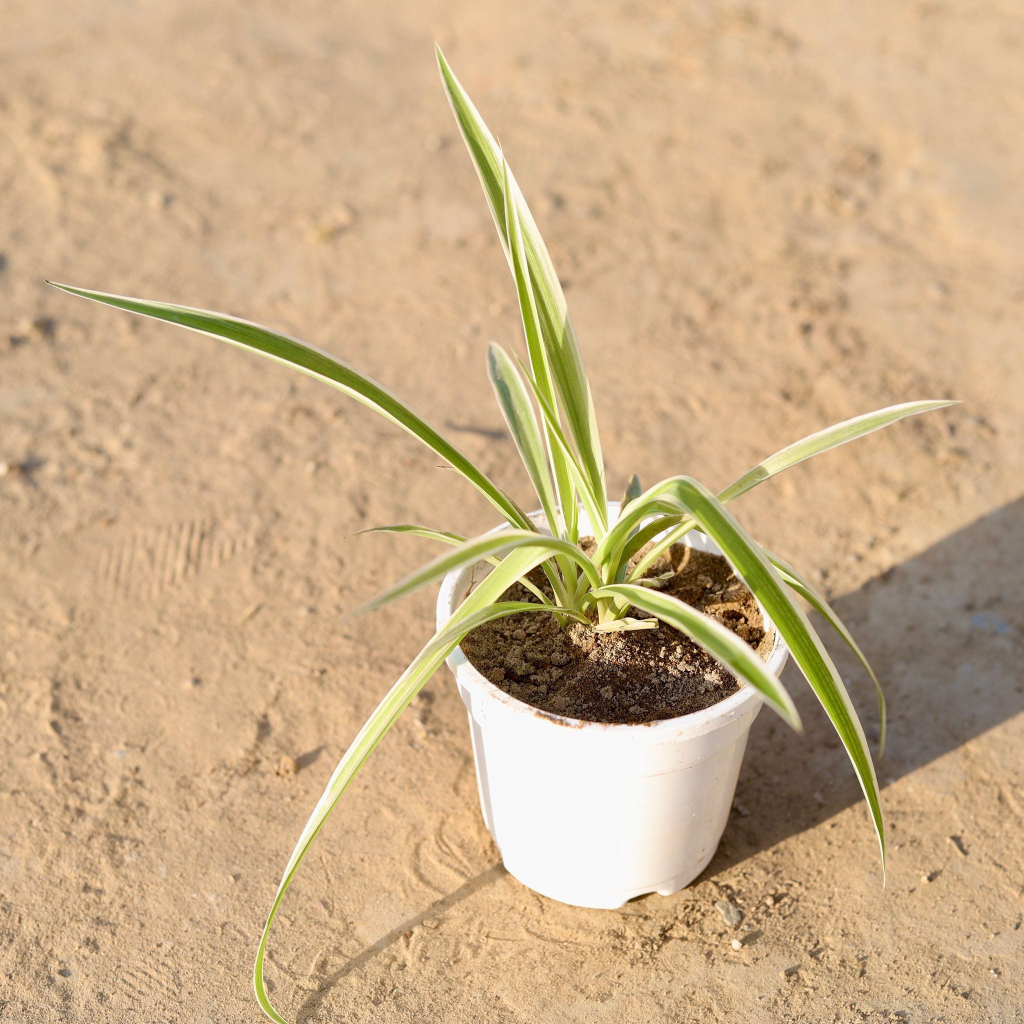 Spider in 4 Inch White Nursery Pot
