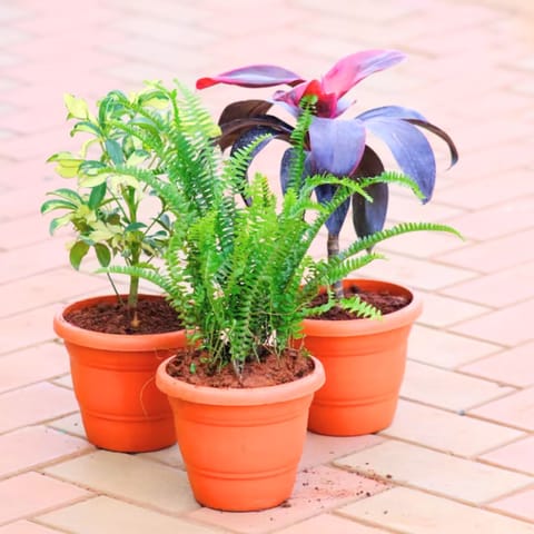 Set of 3 - Dracaena Rosea, Schefflera Variegated & Fern Green in 7 Inch Classy Brown Plastic Pot