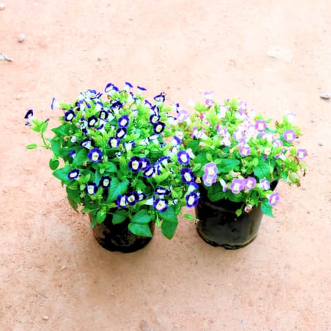 Set Of 2 - Torenia / Wishbone (Any Colour) in 5 Inch Nursery Pot