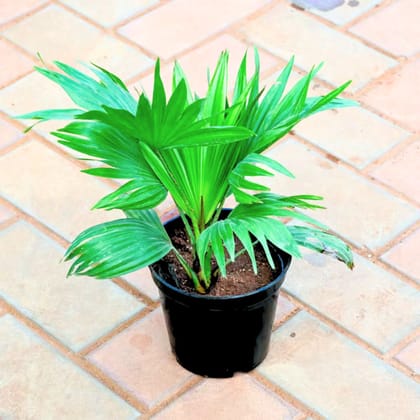 China / Fan Palm in 6 Inch Nursery Pot