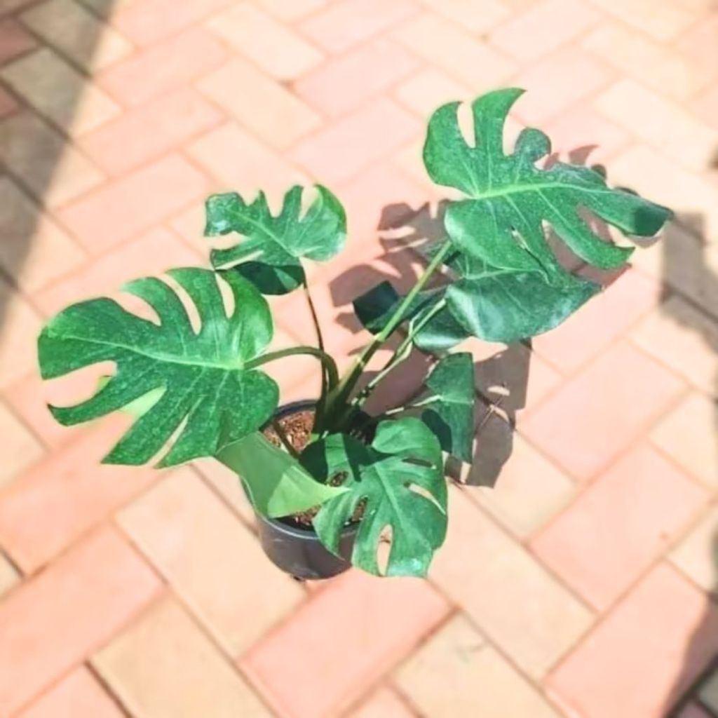 Monstera Deliciosa (~1 Ft) in 6 Inch Nursery Pot Monstera Deliciosa (~1 Ft) in 6 Inch Nursery Pot