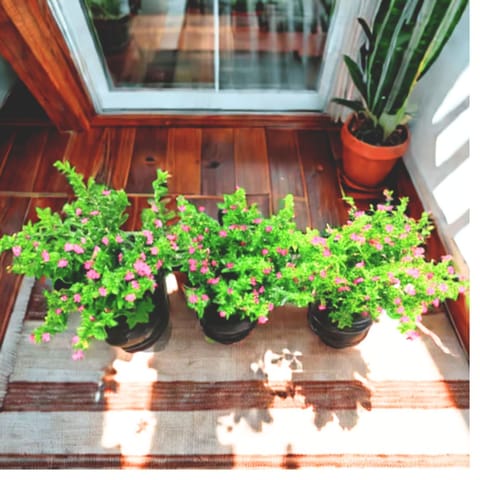 Set of 3 - Cuphea / False Heather Pink in 4 Inch Nursery Bag