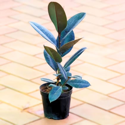 Rubber Black (~ 1.5 ft) in 6 Inch Nursery Pot