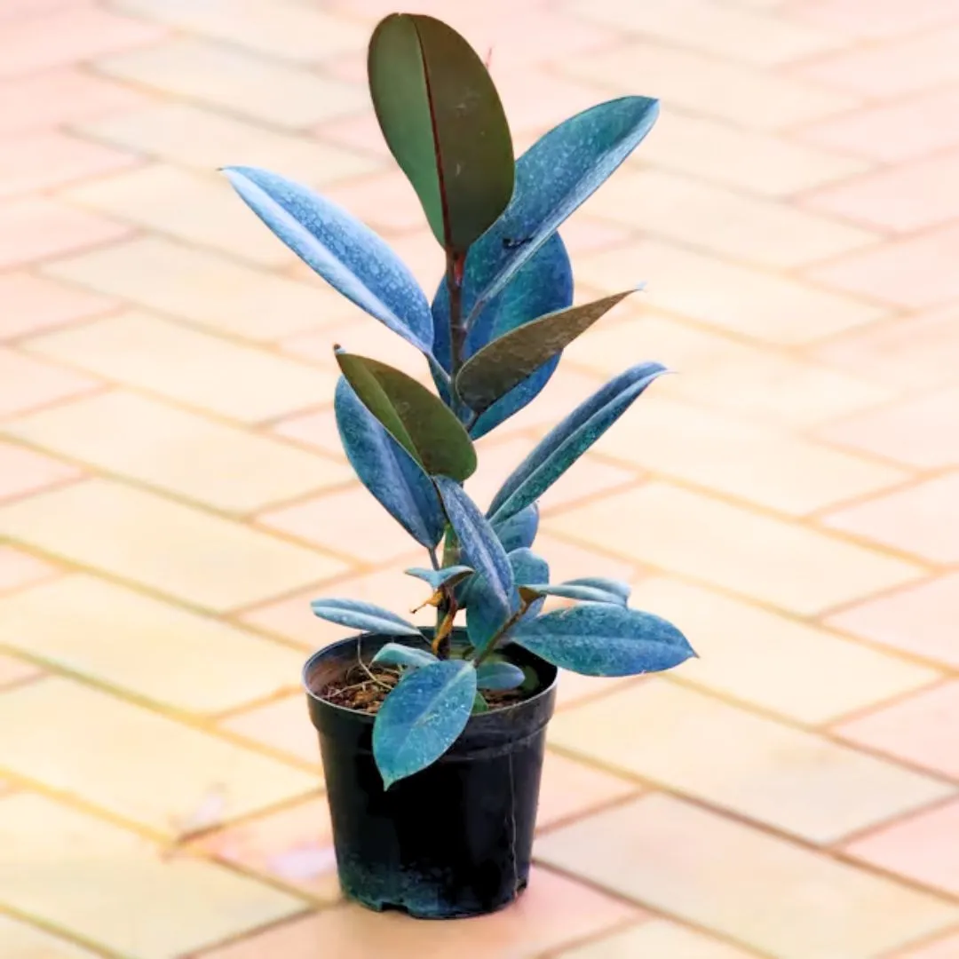 Rubber Black (~ 1.5 ft) in 6 Inch Nursery Pot