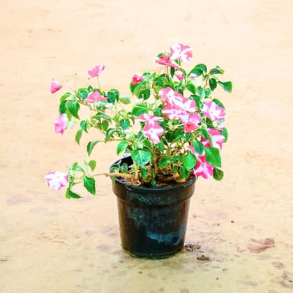 Balsam (Any Colour) in 4 Inch Nursery Pot