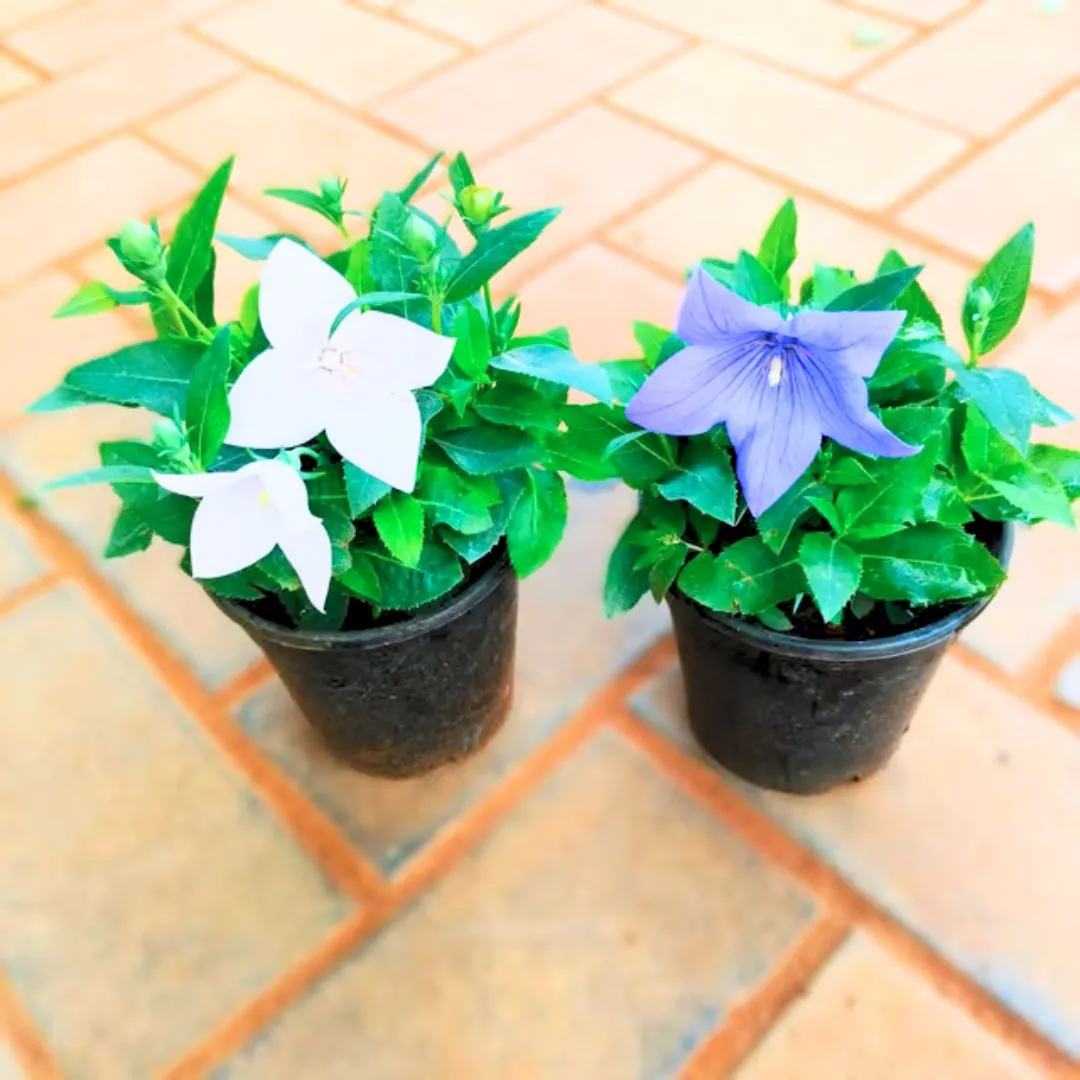Set of 2 - Platycodon Grandiflorus / Balloon (White & Blue) Flower in 4 Inch Nursery Pot