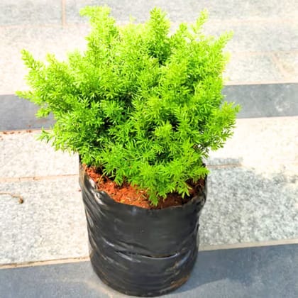 Foxtail Fern Aspara Mary Grass in 5 Inch Nursery Bag