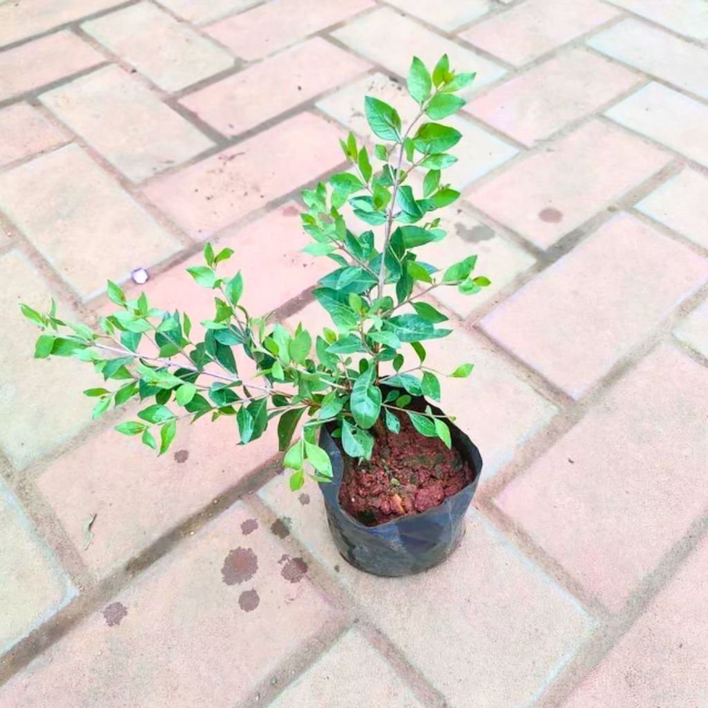 Mehndi / Henna Plant in 4 Inch Nursery Bag Mehndi / Henna Plant in 4 Inch Nursery Bag
