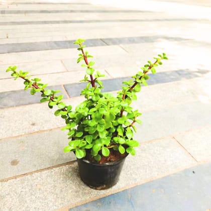 Jade in 4 Inch Nursery Pot