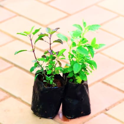 Set of 2 - Tulsi (Rama & Shyama) in 4 Inch Nursery Bag
