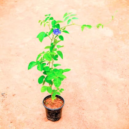 Aparajita (any colour) in 4 Inch Nursery Pot