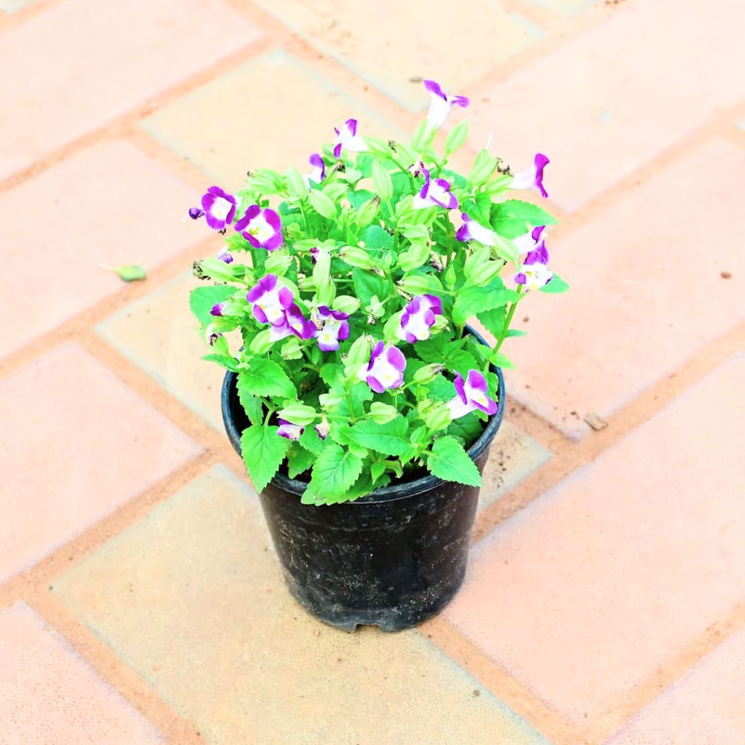 Wishbone / Torenia (any colour) in 4 Inch Nursery Pot (colour may vary)