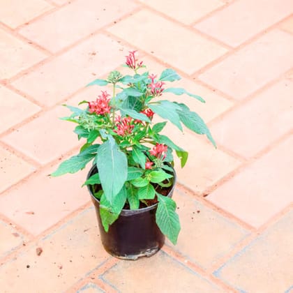 Pentas Red in 5 Inch Nursery Pot