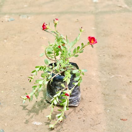 Buy Portulaca Moss Rose (Any colour) in 4 Inch Nursery Bag Online | Urvann.com