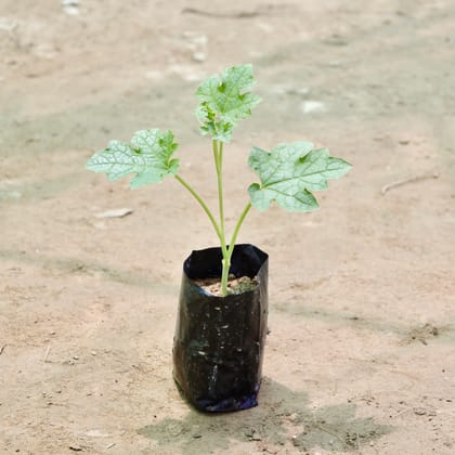 Buy Sponge Gourd / Tori in 4 Inch Nursery Bag Online | Urvann.com