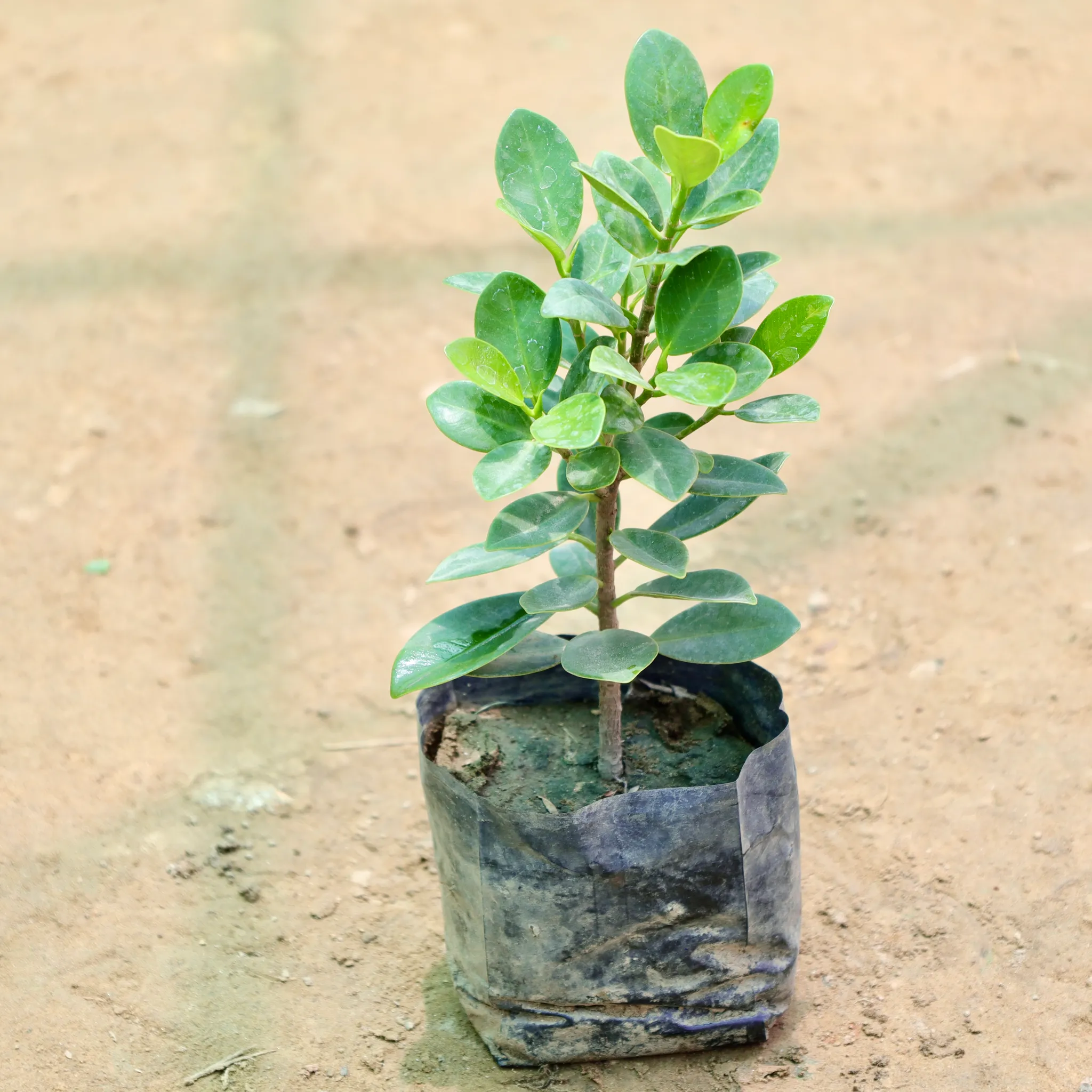 Ficus Long Island in 4 Inch Nursery Bag