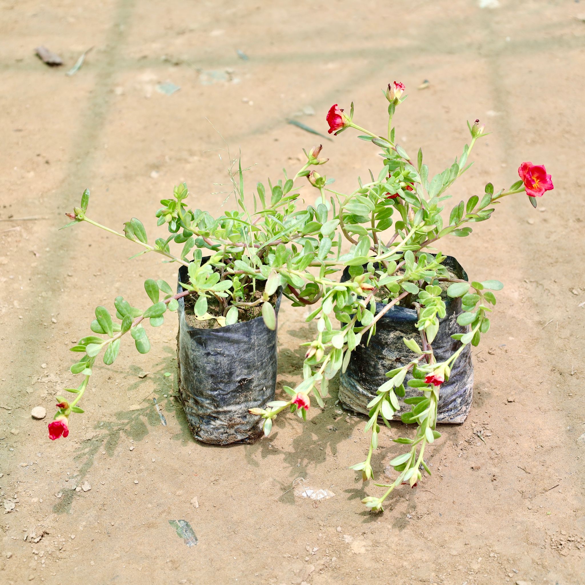 Set of 2 - Portulaca Moss Rose (Any colour) in 4 Inch Nursery Bag
