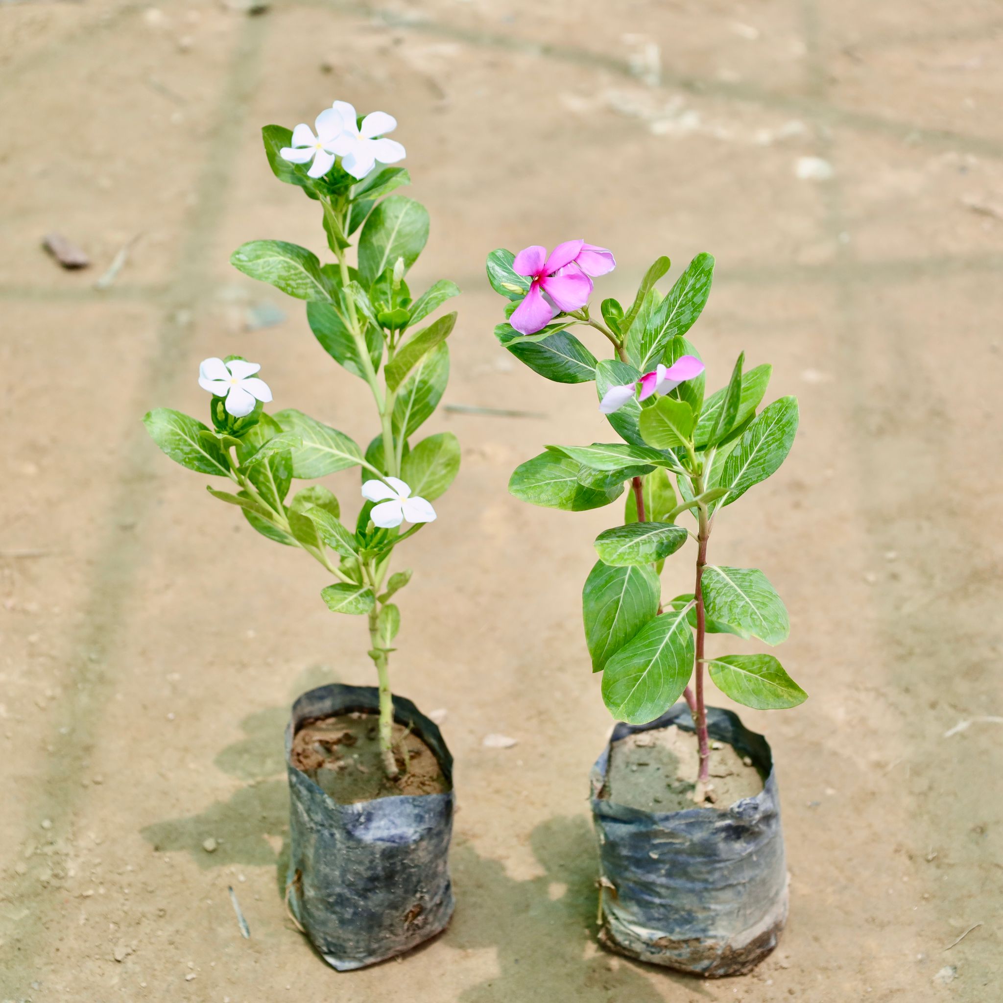 Set of 2 - Periwinkle / Sadabahar / Vinca (Any Colour) in 4 Inch Nursery Bag