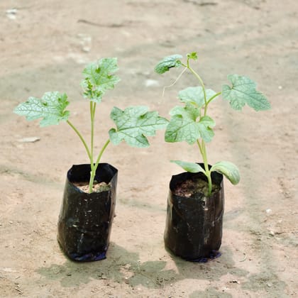 Buy Set of 2 - Sponge Gourd / Tori in 4 Inch Nursery Bag Online | Urvann.com