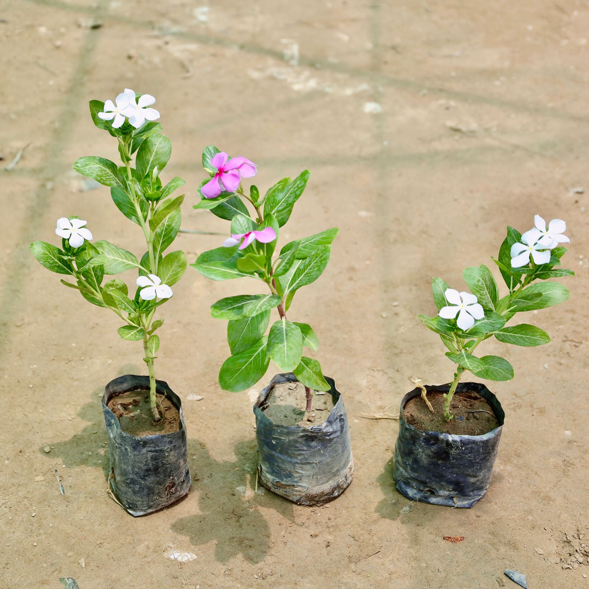 Set of 3 - Periwinkle / Sadabahar / Vinca (Any Colour) in 4 Inch Nursery Bag