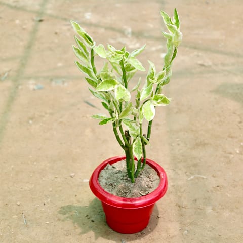 Pedilanthus / Devil's Backbone in 6 Inch Red Classy Plastic Pot
