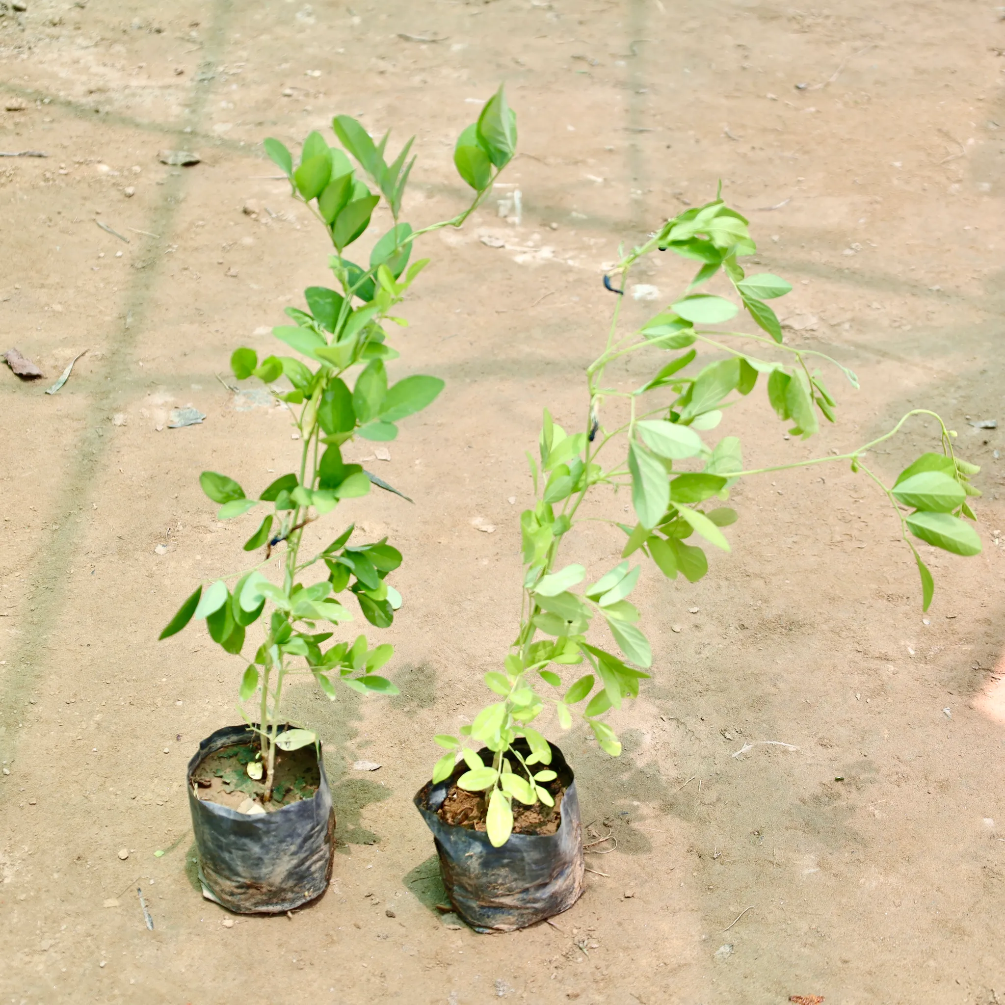 Set of 2 - Aparajita / Asian Pigeonwings (Any Colour) in 4 Inch Nursery Bag