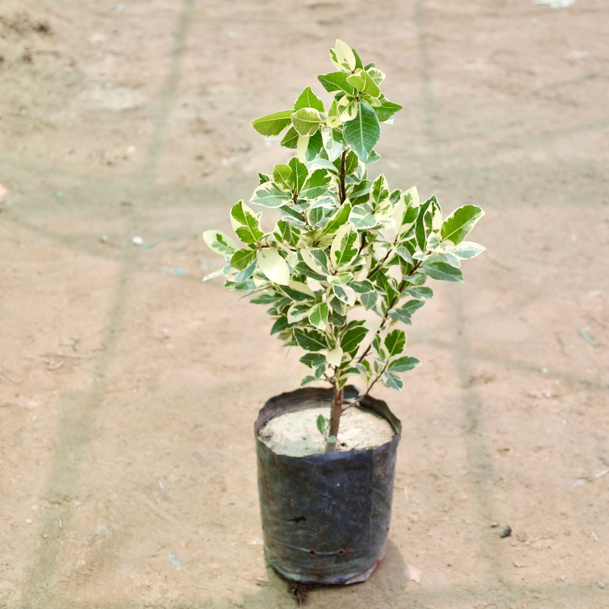 Ficus White (1-1.5 Ft) in 8 Inch Nursery Bag