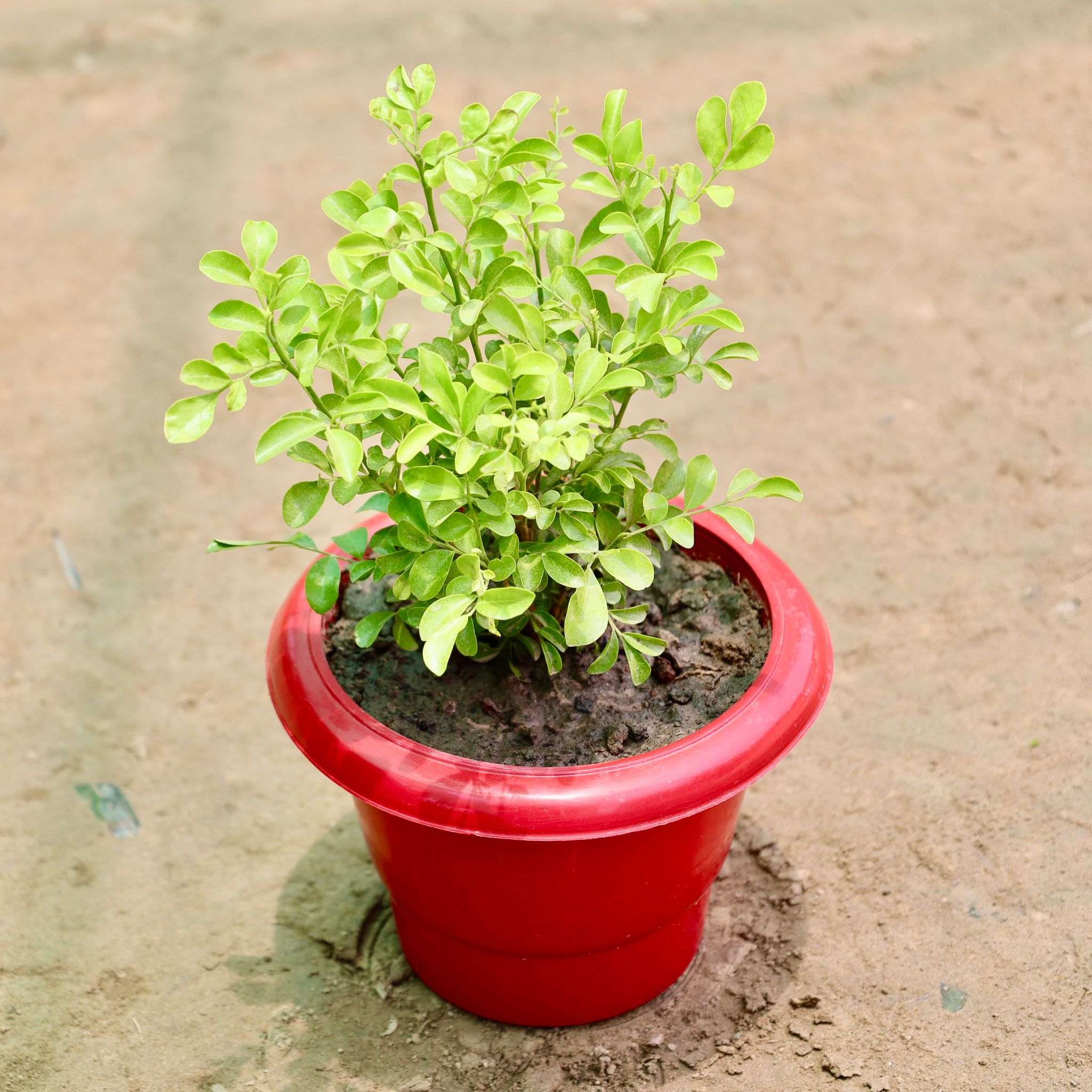 Madhu Kamini / Murraya in 6 Inch Red Classy Plastic Pot