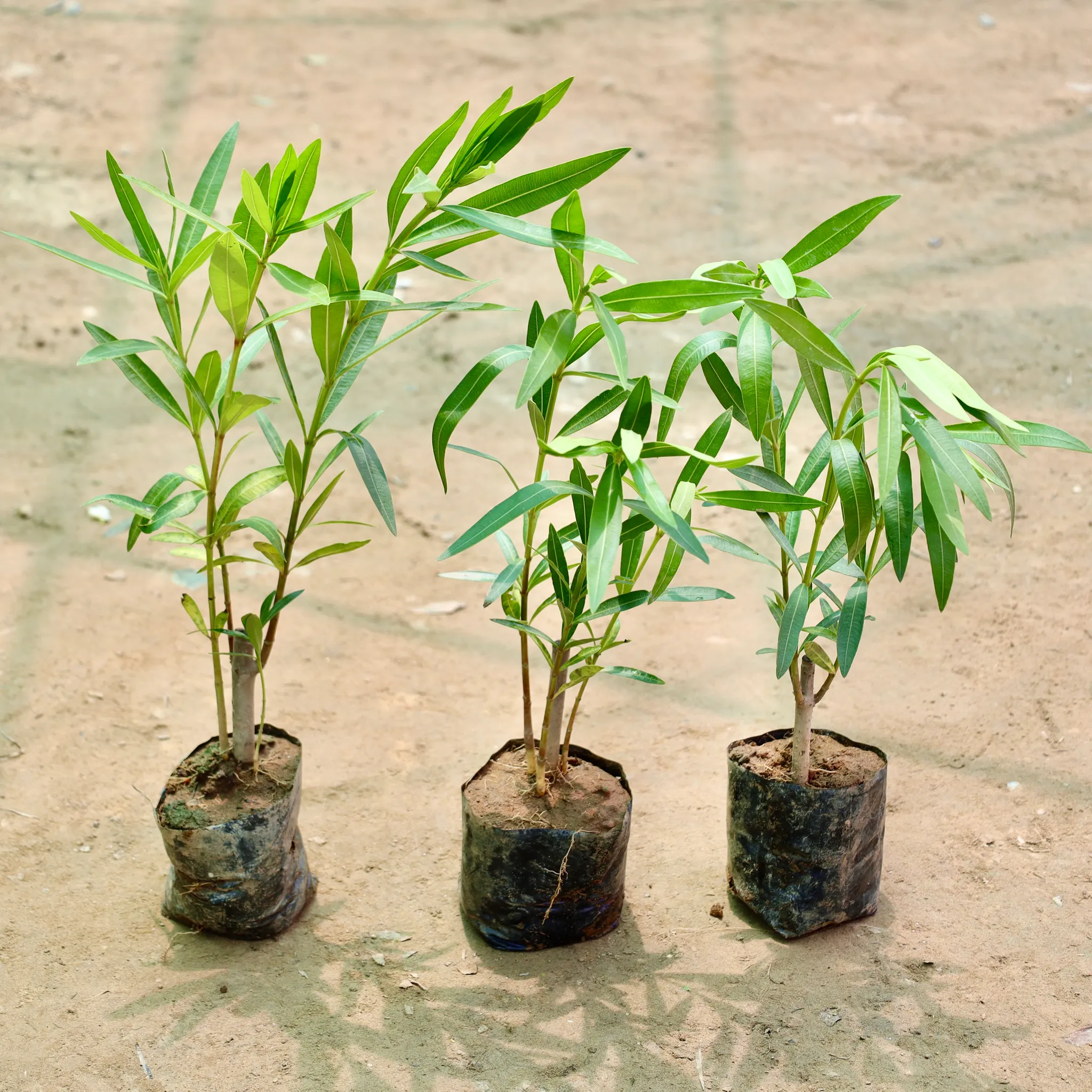 Set of 3 - Kaner / Oleander (Any Colour) in 4 Inch Nursery Bag
