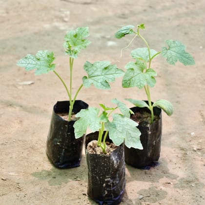 Buy Set of 3 - Sponge Gourd / Tori in 4 Inch Nursery Bag Online | Urvann.com