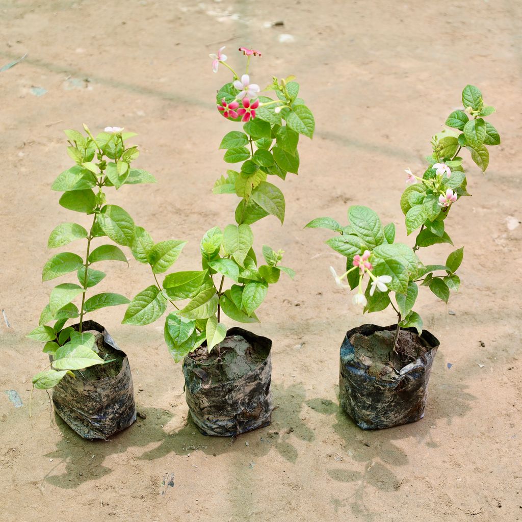 Buy Set of 3 - Madhu Malti / Rangoon Creeper (Any Colour) in 4 Inch Nursery Bag Online | Urvann.com Set of 3 - Madhu Malti / Rangoon Creeper (Any Colour) in 4 Inch Nursery Bag