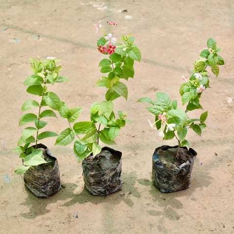 Set of 3 - Madhu Malti / Rangoon Creeper (Any Colour) in 4 Inch Nursery Bag