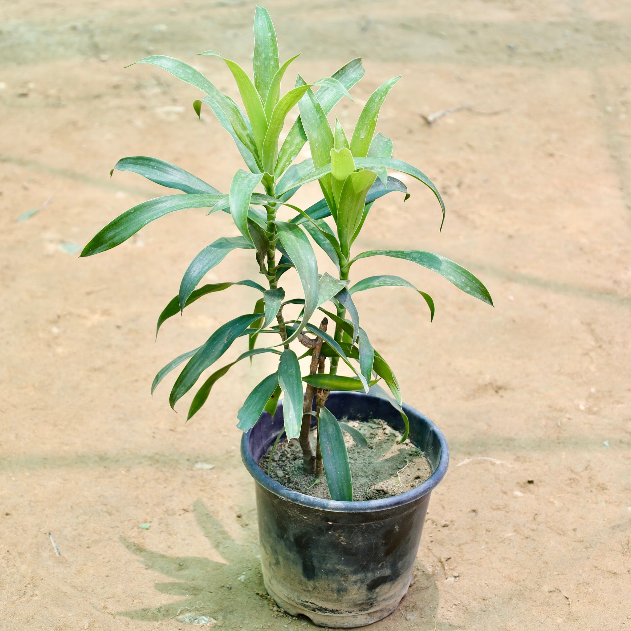 Dracaena Messenger in 6 Inch Nursery Pot