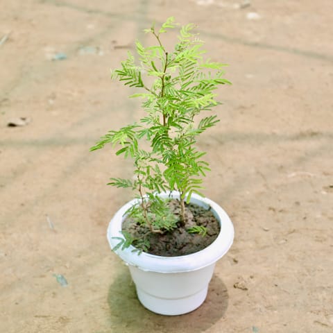 Shami Plant in 6 Inch White Classy Plastic Pot