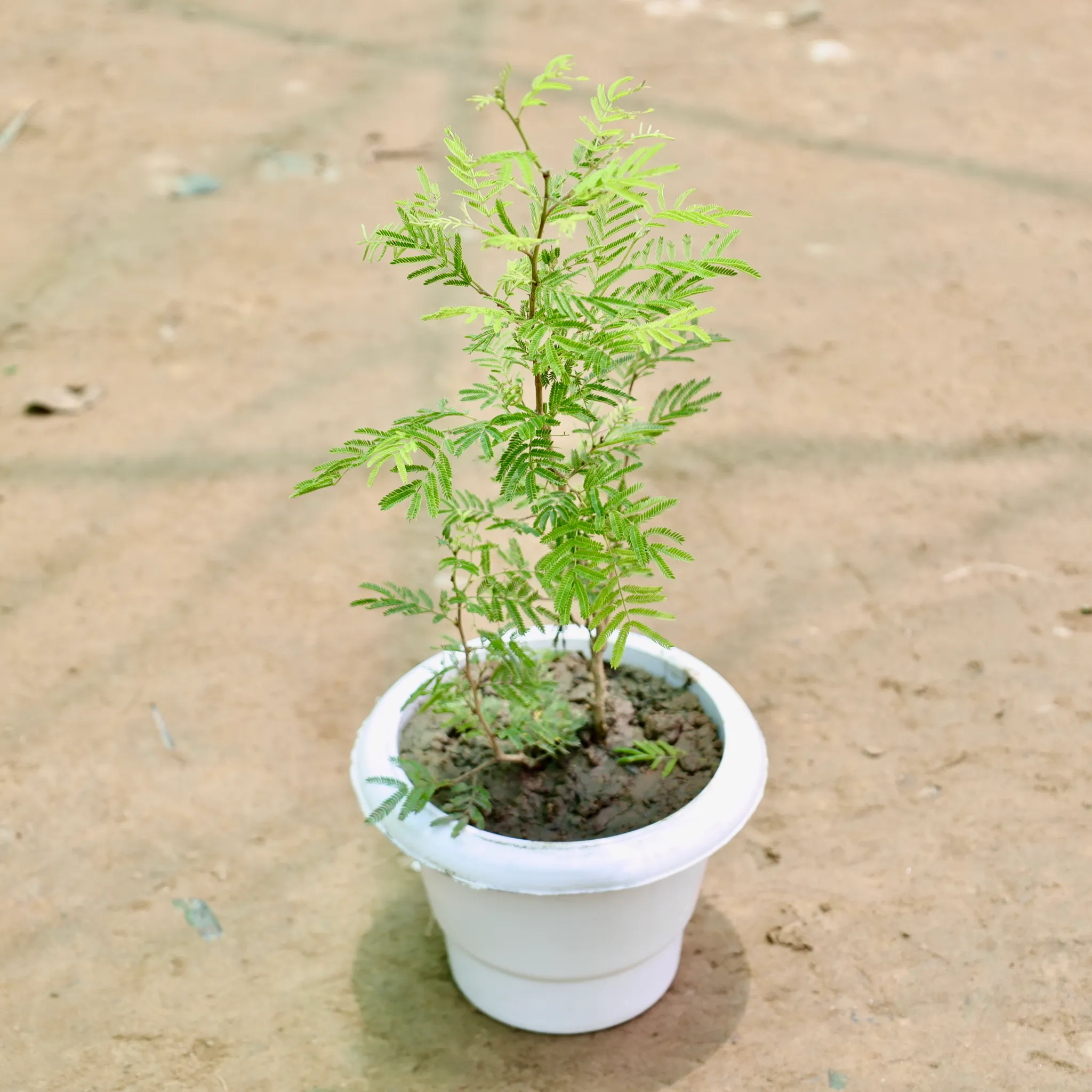 Shami Plant in 6 Inch White Classy Plastic Pot