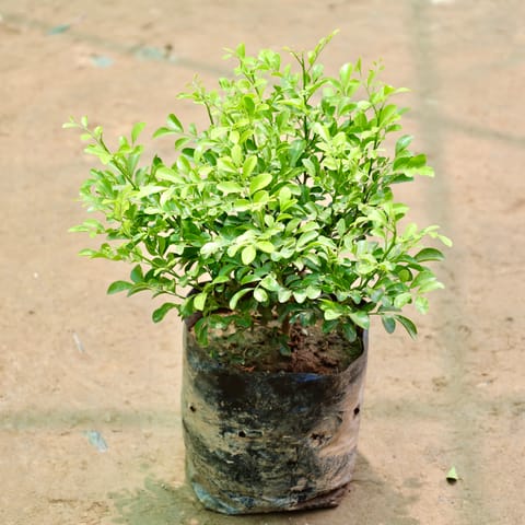 Madhu Kamini / Murraya (1-1.5 Ft) in 8 Inch Nursery Bag