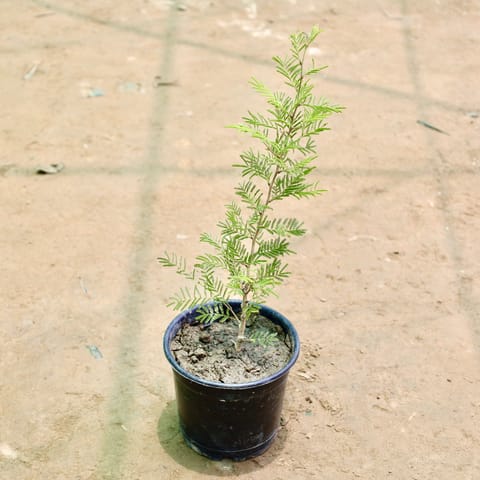 Shami (2 Ft) in 8 Inch Nursery Pot