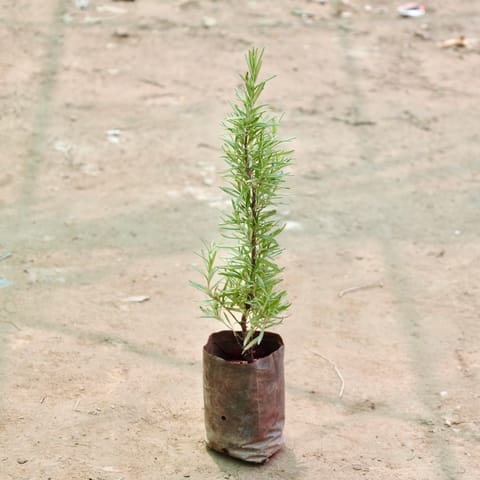 Rosemary in 4 Inch Nursery Bag