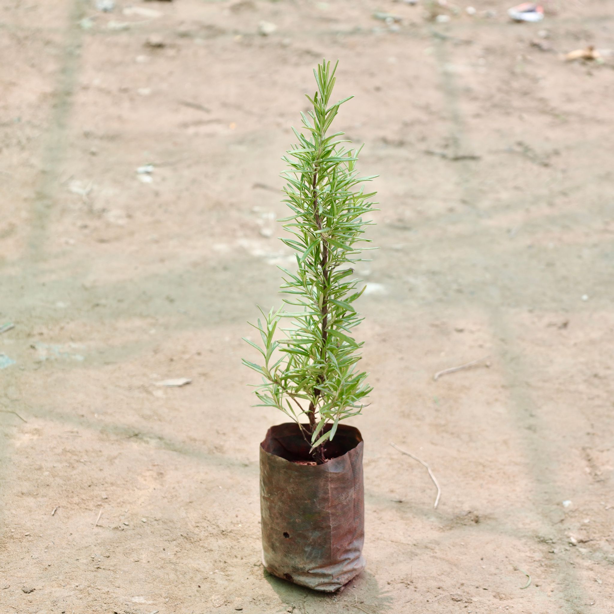 Rosemary in 4 Inch Nursery Bag