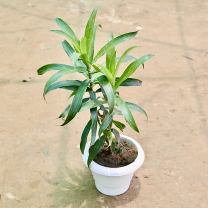 Buy Dracaena Messenger in 6 Inch White Classy Plastic Pot Online | Urvann.com