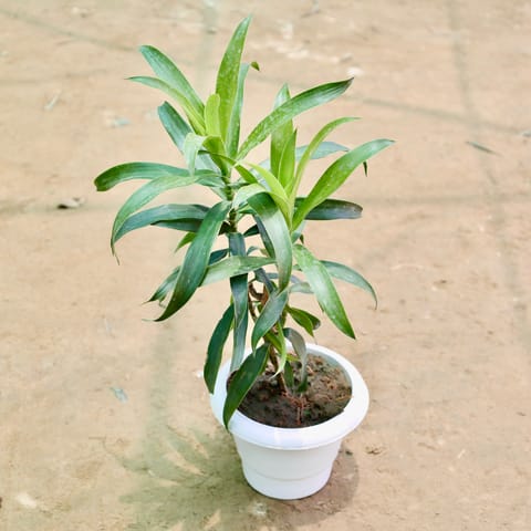 Dracaena Messenger in 6 Inch White Classy Plastic Pot