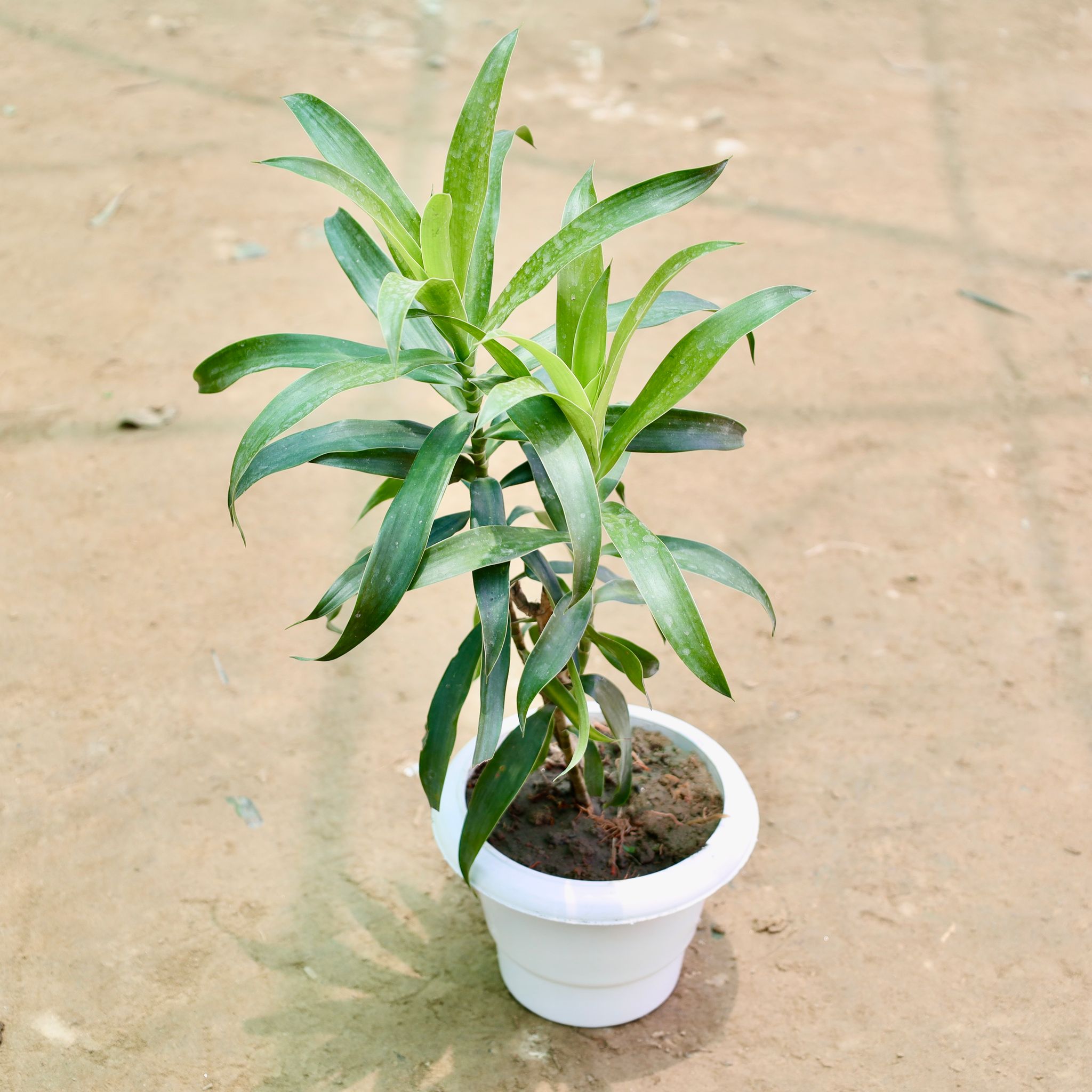 Dracaena Messenger in 6 Inch White Classy Plastic Pot