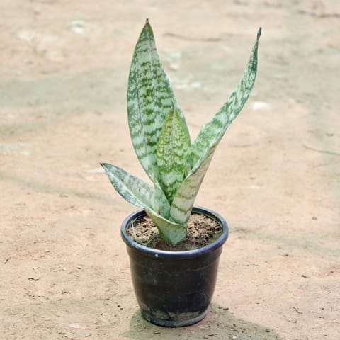 Snake Plant in 4 Inch Nursery Pot